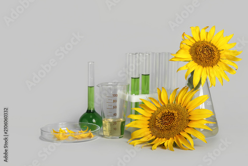 Professional laboratory glassware with samples, sunflowers and oil on grey ba...