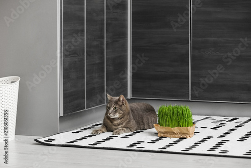 Cute grey cat with micro gr...