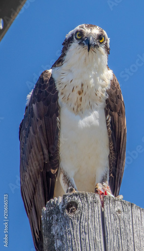 Canvastavla Osprey with fish