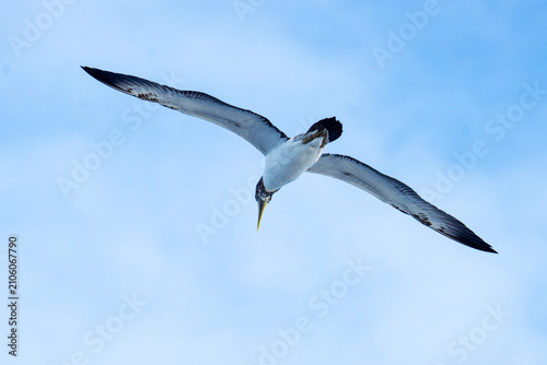 Konstfotografi Juvenile brown booby (Sula leucogaster) in flight at Ascension Island in the Sou