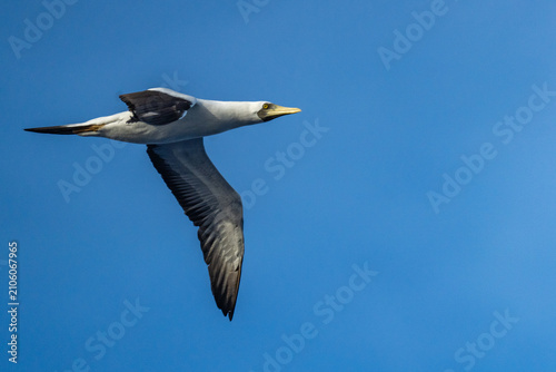 Tableau sur toile Masked booby (Sula dactylatra) in flight at Ascension Island in the South Atlant