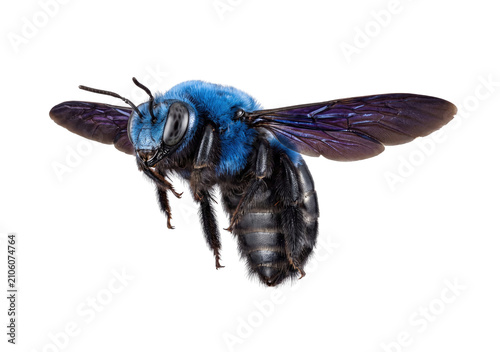 Flying blue carpenter bee macro isolated on transparent background.