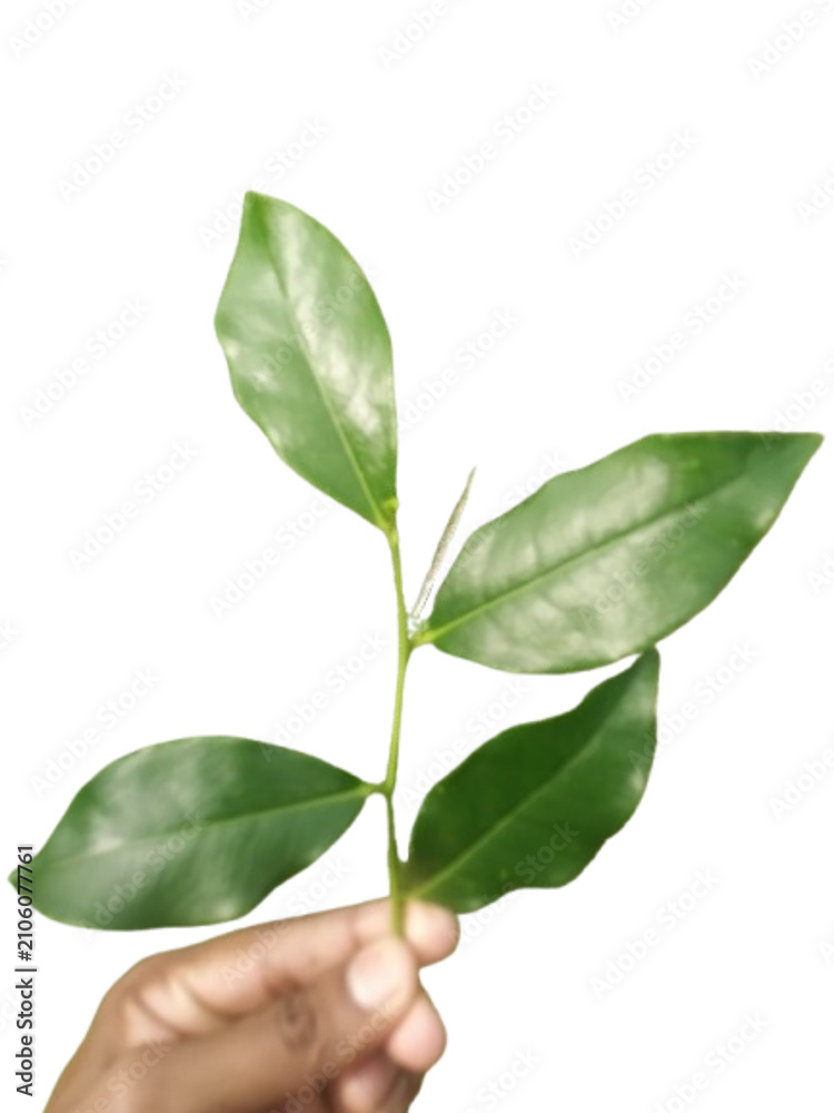 Fototapeta premium hand holding green plant