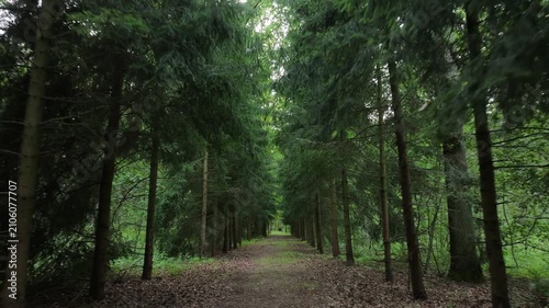 Aerial Poland forest trees foot path summer. Rural country village forest. Location of murder of Polish citizen by German soldiers, WW II. Memorial trail to mass graves prisoner of war (POW) camp.
