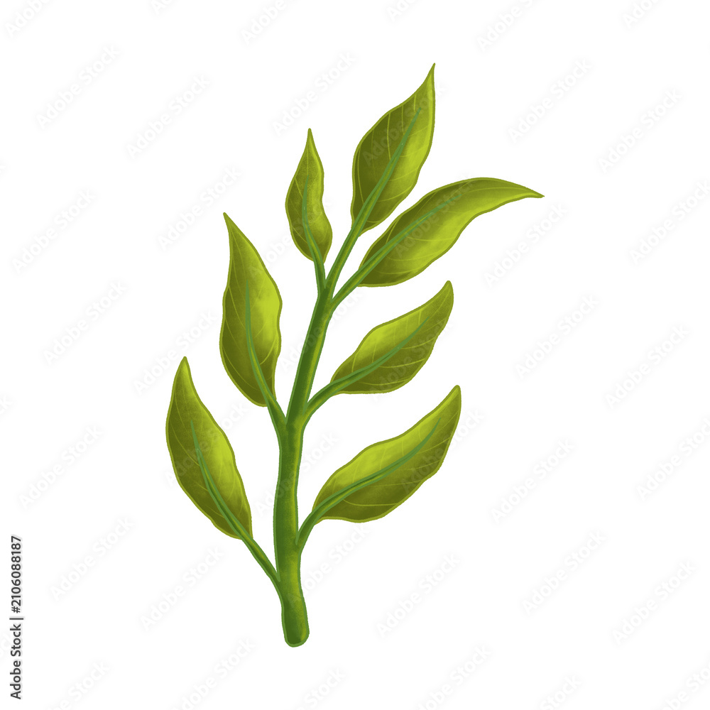 Fototapeta premium Watercolor Botanical Leafy Branch Illustration