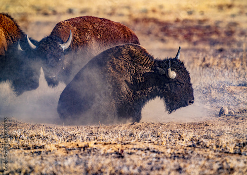 Obraz na płótnie An American Bison getting up off the ground, surrounded by clouds of dust after doing a dirt bath at Rocky Mountain Arsenal Wildlife Refuge in Colorado