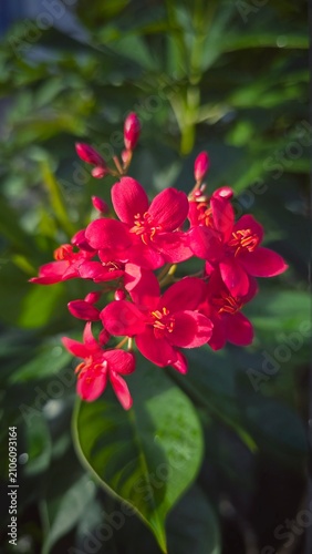 Close-up view of vibrant red Jatropha integerrima flowers blooming in natural sunlight and  unopened buds, and lush green foliage against a soft bokeh background. Ideal for themes of tropical plants.