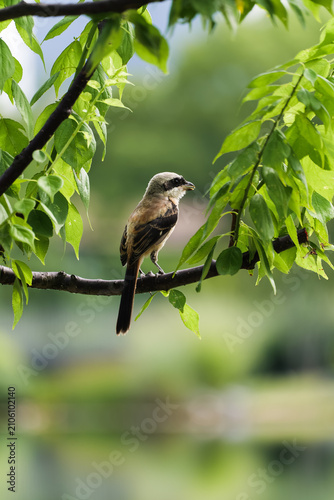 Fotografie A cute shrike on a branch, side view