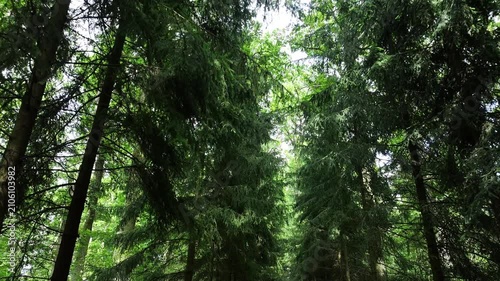 Aerial summer forest tree tops foot path Poland. Rural country village forest. Location of murder of Polish citizen by German soldiers, WW II. Memorial trail to mass graves prisoner of war (POW) camp.