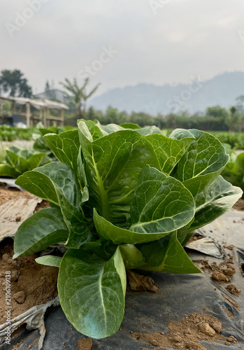 Bild auf Leinwand Fresh Green Lettuce Growing in an Organic Farm with Rural Landscape