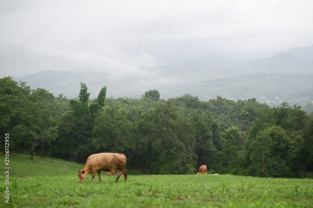 Naklejka premium Two cows grazing on a lush green field with dense forest and misty mountains in the background under an overcast sky.