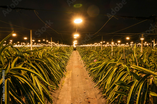 Bild auf Leinwand Night view of a dragon fruit plantation in Doumen District, Zhuhai City, Guangdo