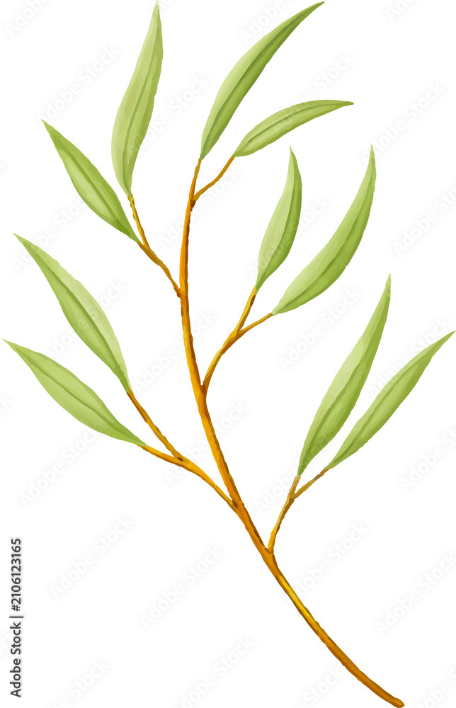 Fototapeta premium Green Leaves on Branch Illustration