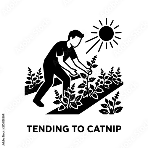 Gardener Carefully Tending to Fresh Catnip Plants Under Bright Sunlight.