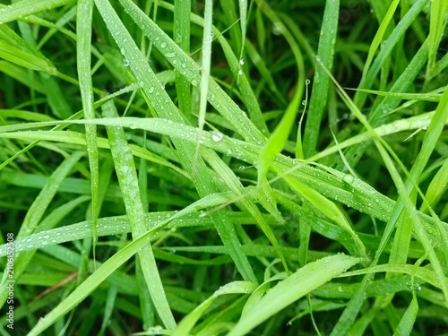 Macro view of water drops on vibrant green grass blades. Natural fresh spring background representing ecology, moisture, morning freshness, and environment.
