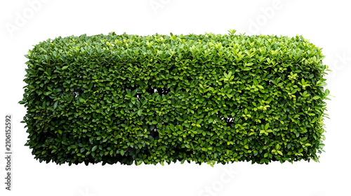 Obraz na plátně Green hedge bush transparent PNG isolated garden shrub cutout for landscape desi