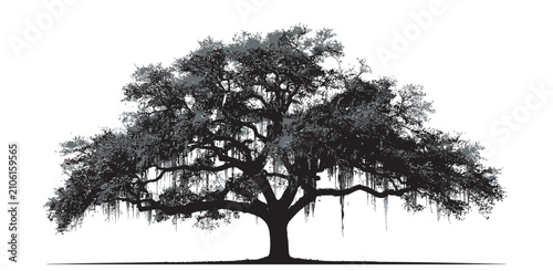 Detailed silhouette of a large southern oak tree with hanging moss isolated on white background