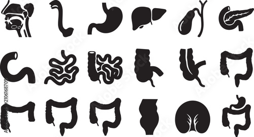 Bild auf Leinwand Human Digestive System Anatomy Silhouette Collection, Internal Organs Medical Ed