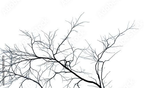 Cuadro en lienzo Dead tree and branch isolated on white background
