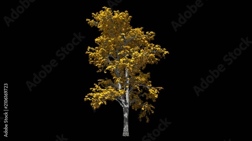 Birch tree with moving leaves. Animation on the topic of trees and ecology, climate and flora.