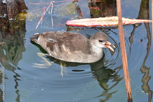 Obraz na plátně バンの幼鳥