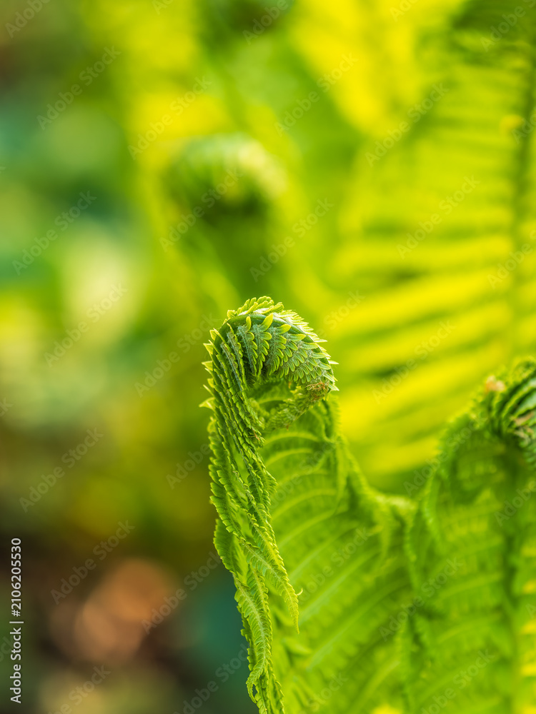 Fototapeta premium Natural green young ostrich fern or shuttlecock fern