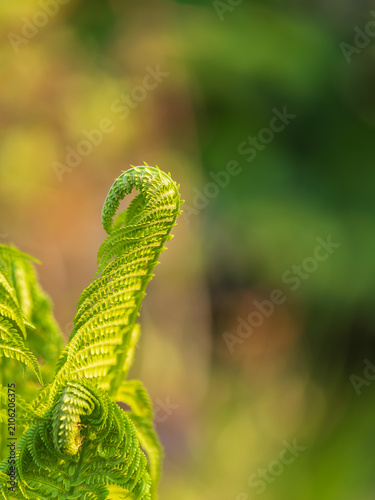 Natural green young ostrich fern or shuttlecock fern