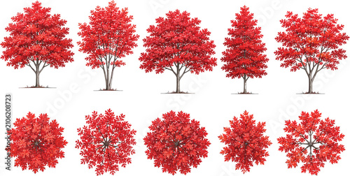 Bild auf Leinwand Set of red maple trees in elevation and plan view for use in architectural drawi