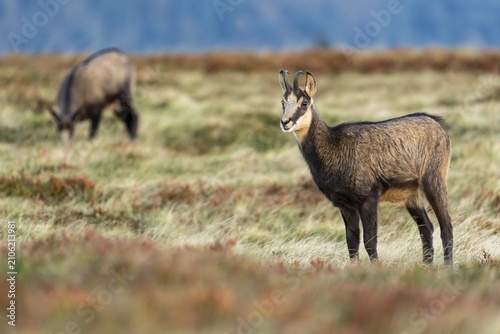 Chamois (Rupicapra rupicapra) in a meadow, wildlife, Vosges, France