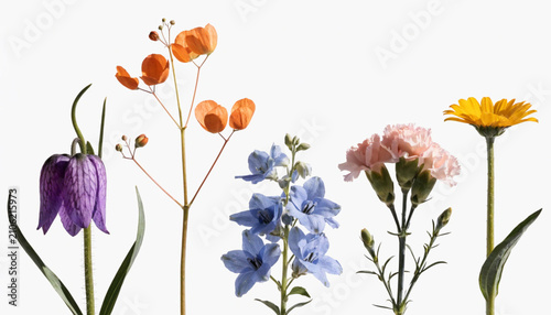 Vibrant floral arrangement with five distinct flowers. Botanical collection of spring blooms.