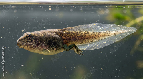 Tadpole swimming underwater with developing legs