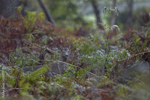 Photographing roe deer in the forest is difficult, to my delight I was able to outwit this roebuck (Capreolus capreolus) in the pouring rain in a thicket of bracken, autumn weather, October, Germany