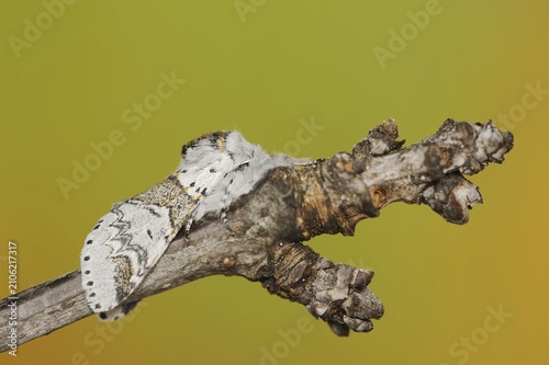 Sallow kitten moth (Furcula furcula), North Rhine-Westphalia, Germany