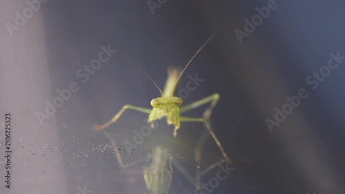 The Praying Mantis is a carnivore flesh eater and dines mostly on other insects