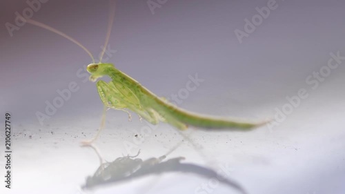 The Praying Mantis is a carnivore flesh eater and dines mostly on other insects