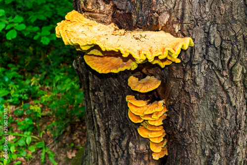 Bild auf Leinwand Vibrant yellow bracket fungi grow in clusters on a textured tree trunk, showcasi