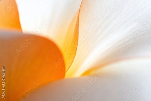 Close-Up of Orange and White Flower Petals