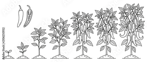 Fotografía Chili pepper plant growth stages from seedling to mature harvest.