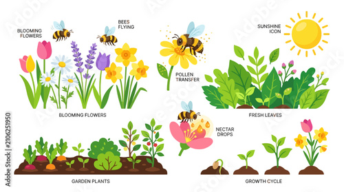 Flowers bloom in a garden setting as bees perform pollination under the bright sun in this detailed instructional graphic that highlights the natural growth cycle of plants and springtime flora.