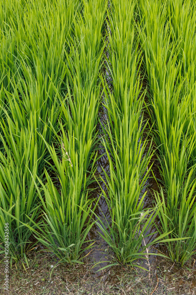 Fototapeta premium Rows of young green rice shoots growing in shallow water on a flooded rice paddy. Rice cultivation, irrigated agricultural field, summer crop, food production and sustainable farming.