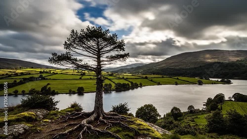 A solitary pine tree stands overlooking a serene lake and green fields