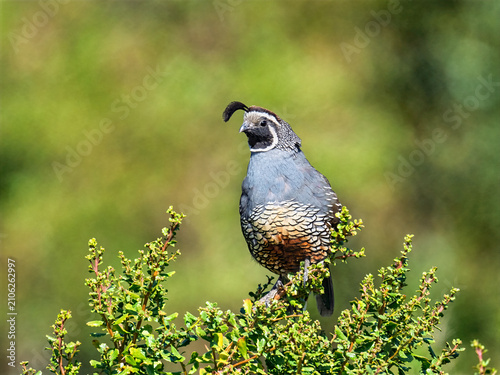 Cuadro en lienzo California quail perched on green shrub in natural habitat