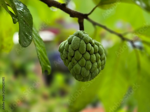 Obraz na plátně Annona squamosa, commonly known as sugar apple, sweetsop, or custard apple, is a small, well-branched fruit-bearing tree from the Annonaceae family