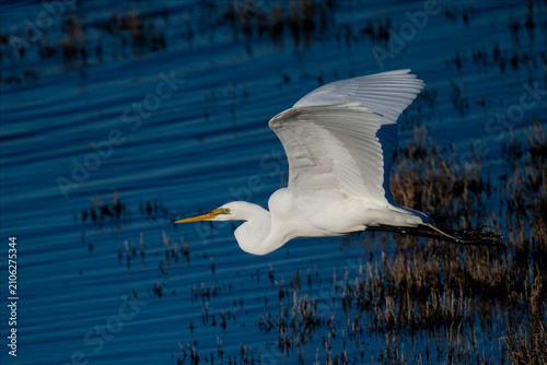 Obraz na plátně Great egret in graceful flight over blue wetland water