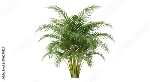 Areca Palm (Dypsis lutescens) plant with feathery fronds isolated on transparent background