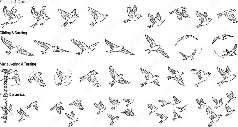 Obraz premium Flying Bird Motion Reference Set with Flapping Gliding Soaring Turning and Flock Flight Pose Collection Illustration