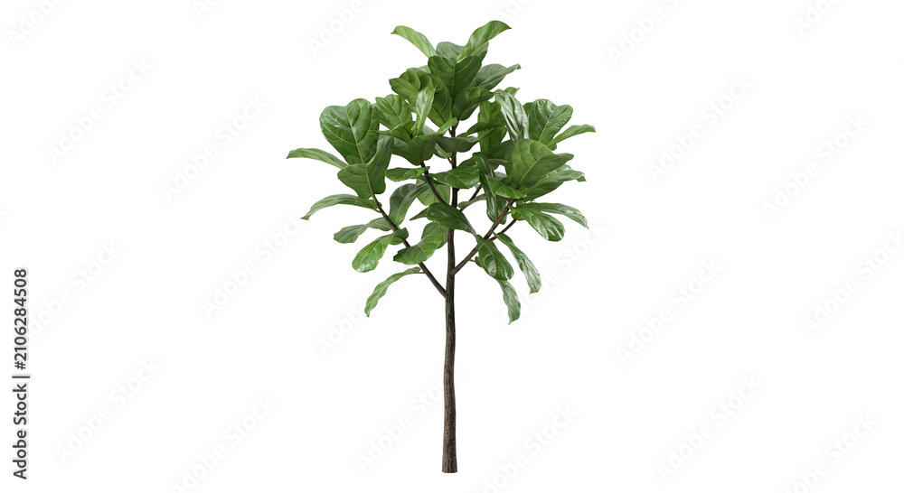Naklejka premium Fiddle Leaf Fig plant with large violin-shaped leaves isolated on transparent background