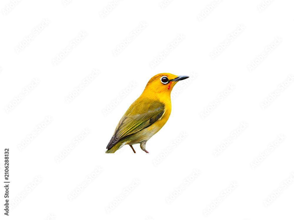 Fototapeta premium Vibrant yellow songbird in side profile view showcasing bright plumage and delicate features isolated on a solid black background for high contrast design