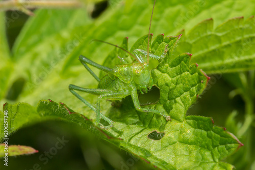 Tettigonia viridissima amid foliage: detailed shot of a green orthopteran insect.