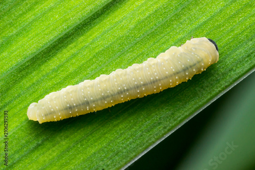 Konstfotografi Tenthredinidae false caterpillar on textured foliage: detailed macro shot of common plant feeder